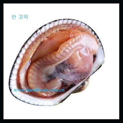 1/2 Shell Arkshell /Cockle Clam