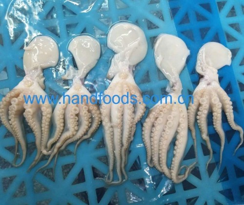 Frozen Cleaned Baby Octopus