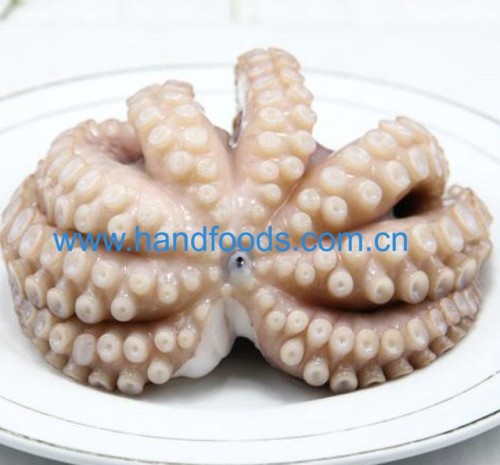 Common Octopus