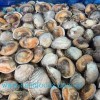1/2 Shell Arkshell /Cockle Clam