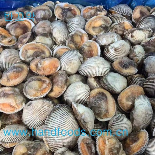 1/2 Shell Arkshell /Cockle Clam