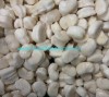 Frozen Pan Shell Scallop Meat