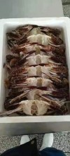 Frozen Cooked