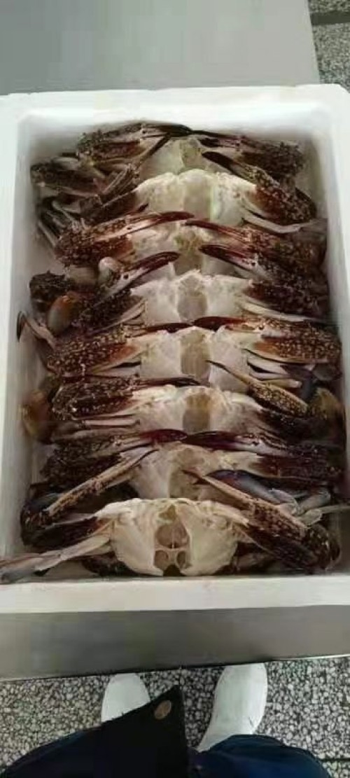 Frozen Cooked