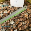 1/2 Shell Arkshell /Cockle Clam