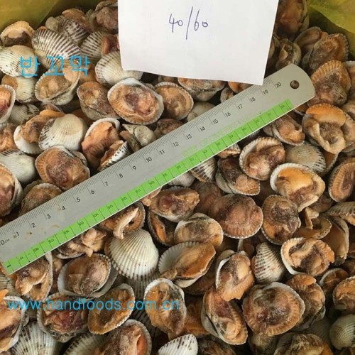 1/2 Shell Arkshell /Cockle Clam