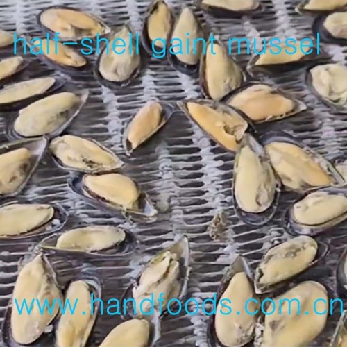 Frozen Cooked Half-Shell Gaint Blue Mussel
