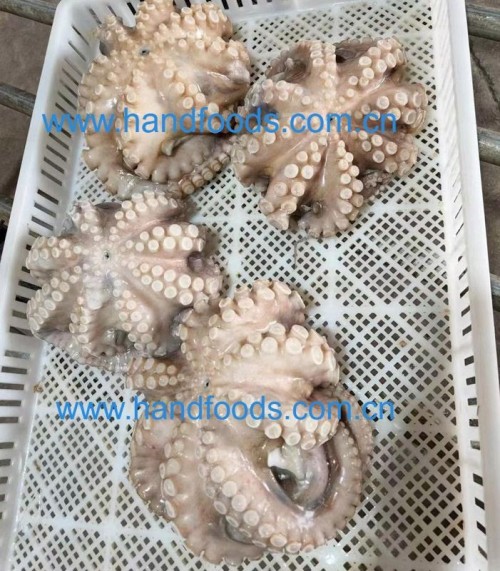 Common Octopus