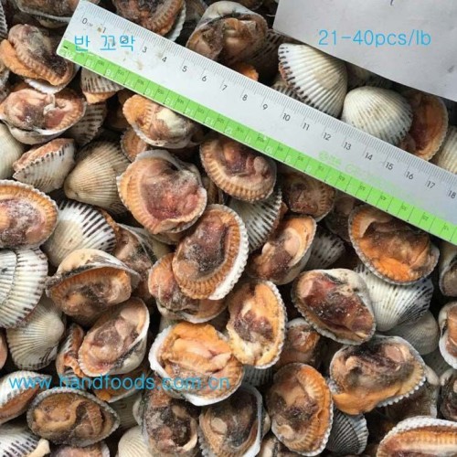 1/2 Shell Arkshell /Cockle Clam