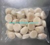 Frozen Raw Sea Scallop Meat