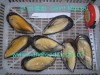 Frozen Cooked Half-Shell Gaint Blue Mussel