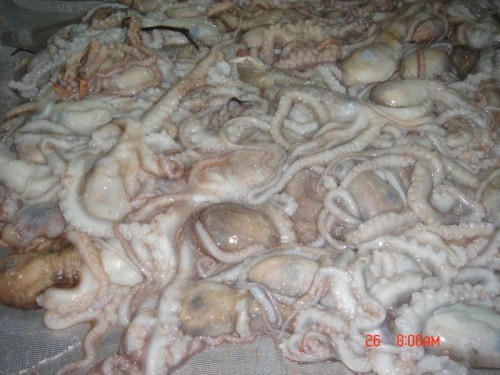 Frozen Octopus