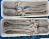Frozen Small Octopus
