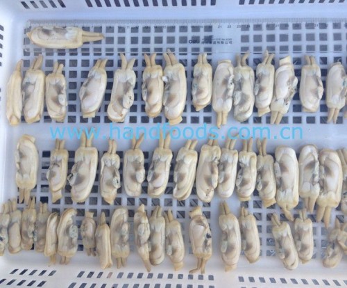 Razor Clam Meat
