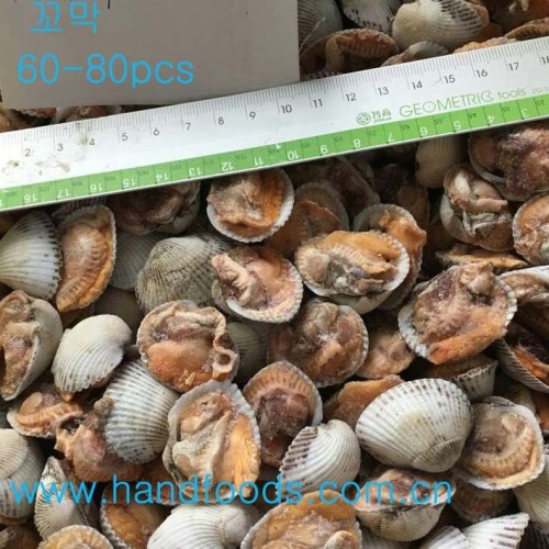 1/2 Shell Arkshell /Cockle Clam