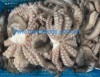 Common Octopus