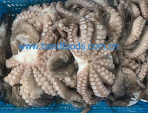 Common Octopus