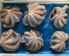 Common Octopus