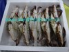 Frozen Swimming Crab