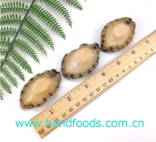 Frozen Cooked Abalone Meat