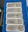 Frozen Small Octopus
