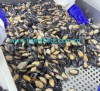 Frozen Cooked Half-Shell Blue Mussel