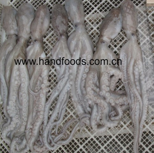 Frozen Cleaned Small Octopus Skewer