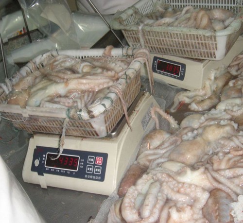 Frozen Octopus